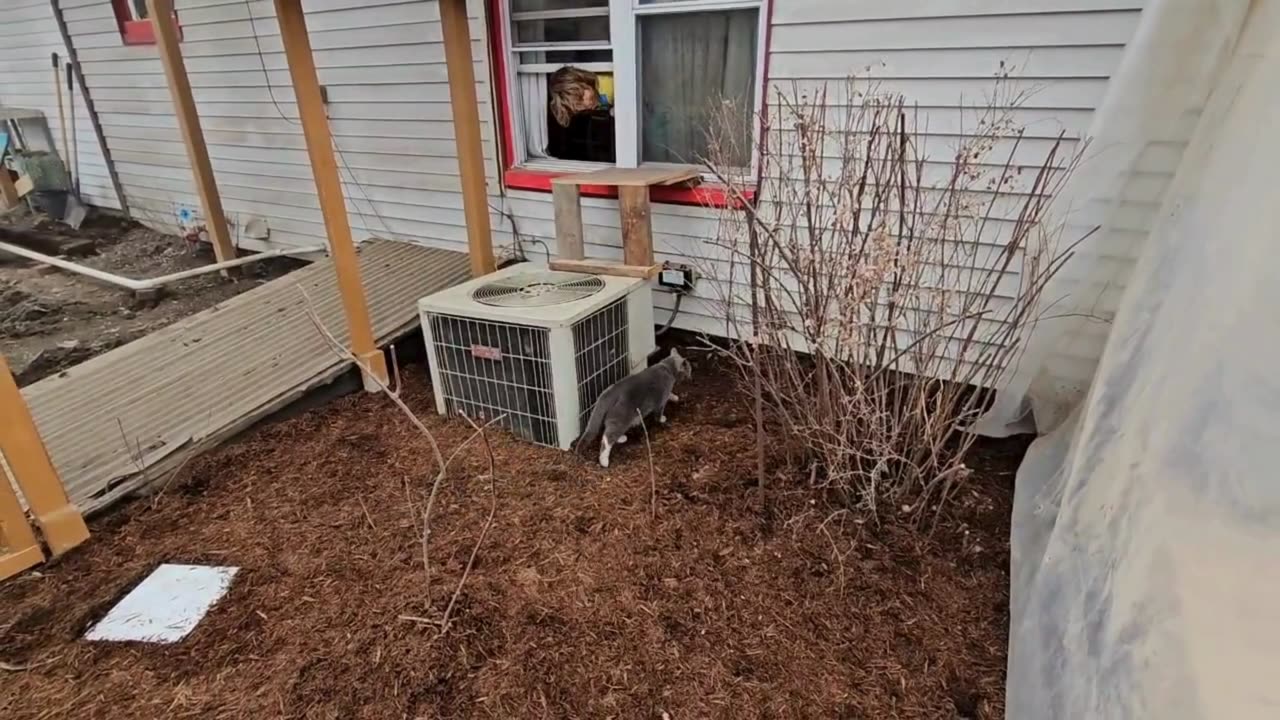 I Made a 10' x 10' Litter Box for Our Cats! (That I never have to change!)