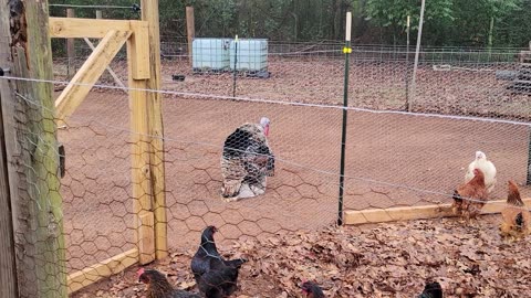 Repairing the waterer and starting another project