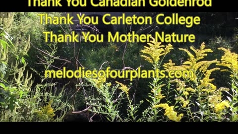 Golden Plumes Swaying Canadian Goldenrod Sept 2022