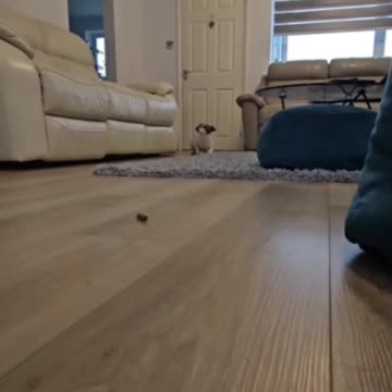 Tiny Dog Goes on an Impossible Mission for a Snack, Double-Combat Rolls Included