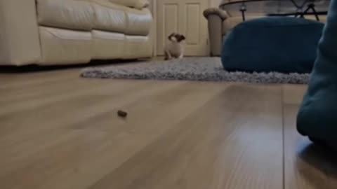 Tiny Dog Goes on an Impossible Mission for a Snack, Double-Combat Rolls Included