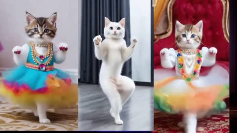 Cat videos funny dance 💃😃Videos for catsv#funnycats #dancingcat #catlover @Cutebabyyy