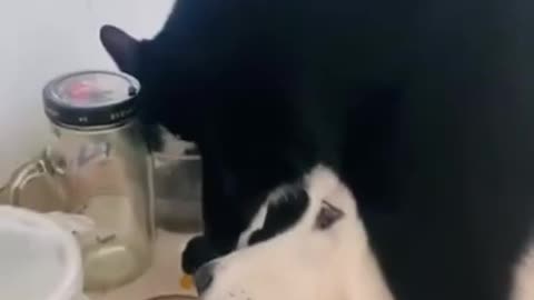 THEY WORK 🤣TOGETHER