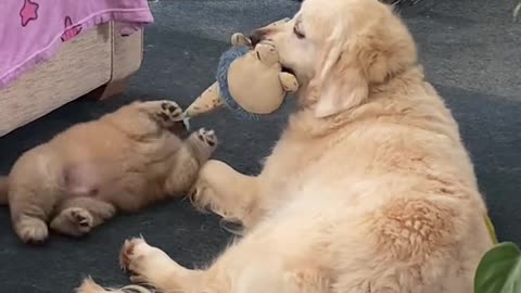 Golden retriever holds toy😘 for blind puppy so he can play with it