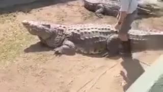 Crocodile just gave a warning bite to the trainer.