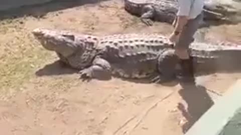 Crocodile just gave a warning bite to the trainer.