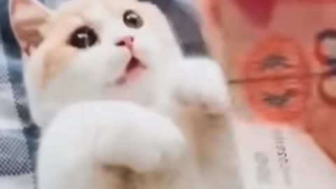 Cat money control fanny video