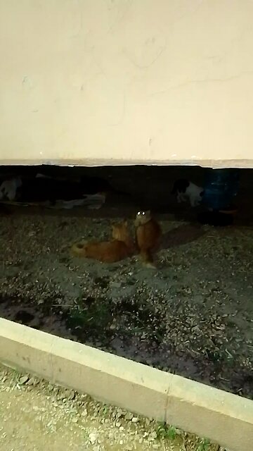 Two Cat The new video saudia arbia lover video in garden