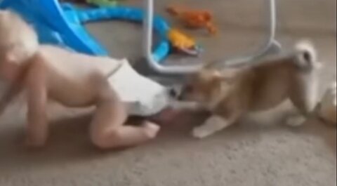 Most Funny Animal and Baby Playing Together - Funny Baby and Pets Video