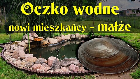 Oczko wodne, nowi mieszkańcy - małże