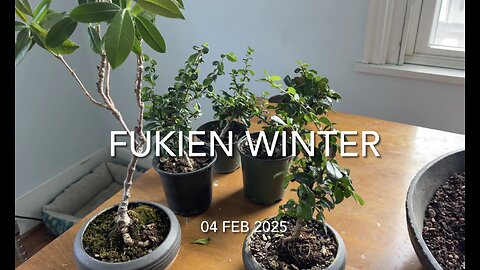 Fukien Winter