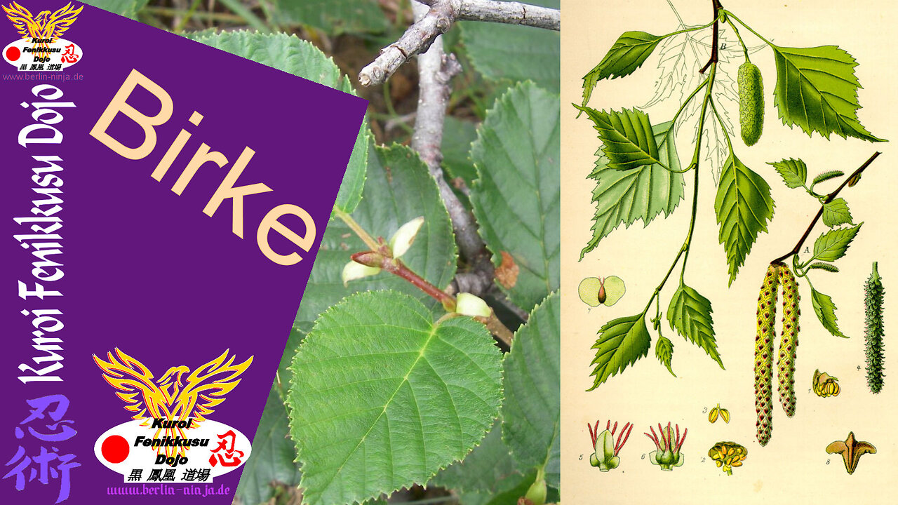 058 - Birke