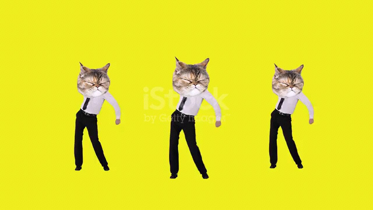 dancing cat