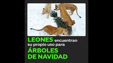 Inquilinos de un zoológico ruso pasan un rato divertido con árboles de Navidad