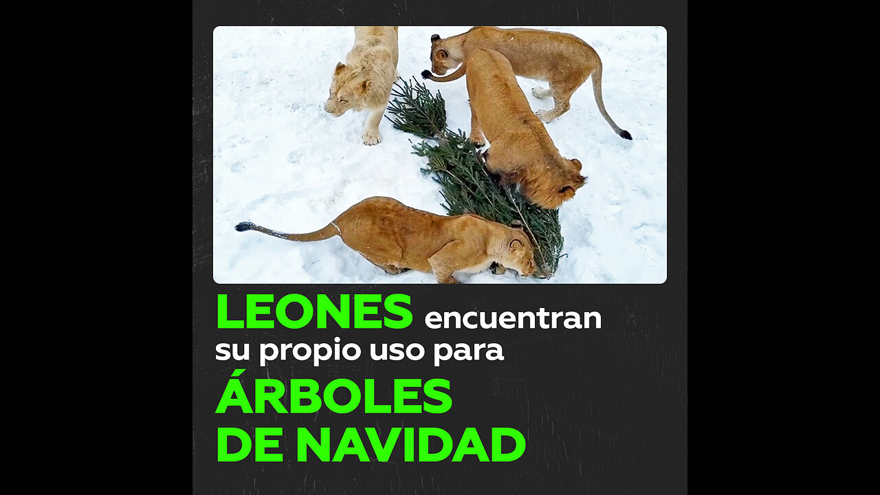 Inquilinos de un zoológico ruso pasan un rato divertido con árboles de Navidad