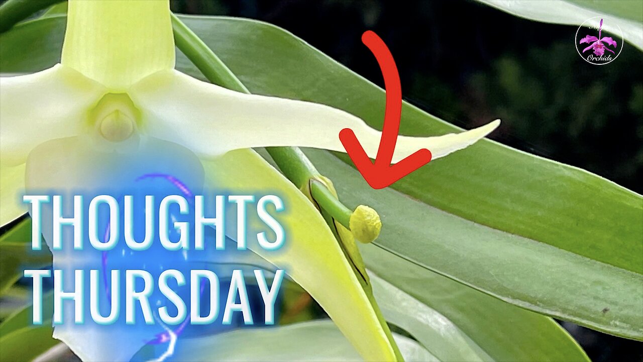 What is THIS Structure growing on Angraecum Spikes? Happens ALL the Time! #ninjaorchids