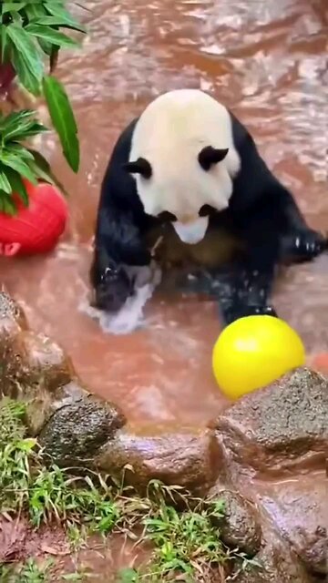 Panda-Fu