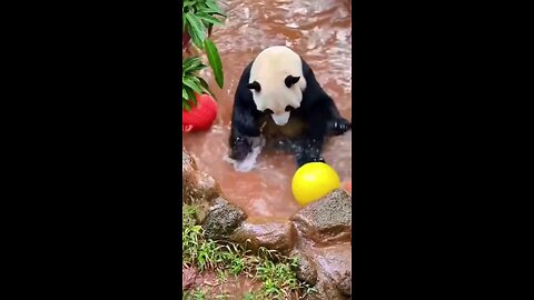 Panda-Fu