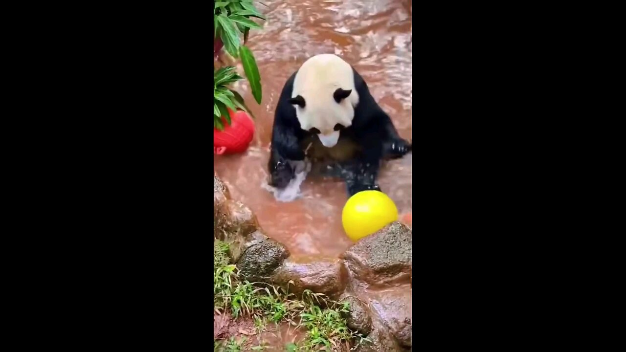 Panda-Fu