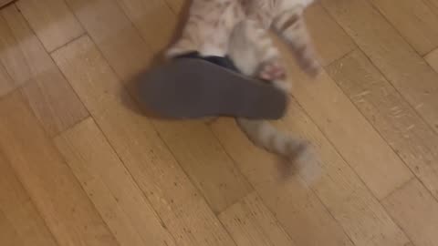 Curious Cat Gets Stuck In Sandal