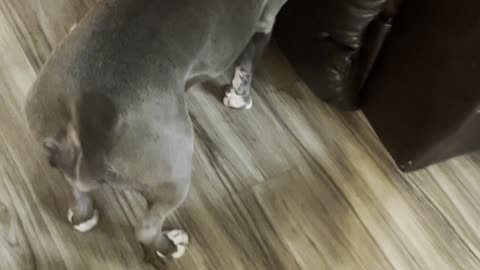 Pitbull Helps Puppy Take Off Sweater