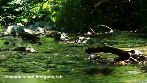 The stream in the forest, flowing water, birds and deep sleep