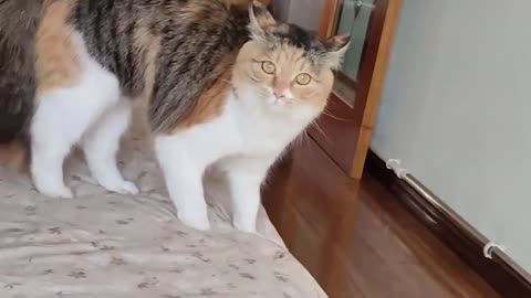 🐈 I'm coming！#fyp #catsoftiktok #kitty #catlover #cutecat #cats #funnyvideos #meow #kucing