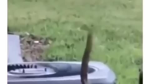 couldn’t make this up | Funny Lazy Squirrel
