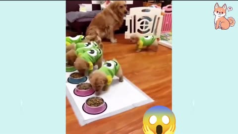 Cute puppies 😀 viral comedy Videos 😄 so funny 😂 baby safe dogs and puppies 😂
