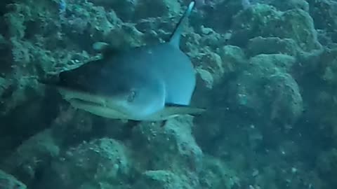 Shark | Egypt | Fury Shoals