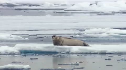 "Hungry Polar Bear – A Predator on the Hunt!