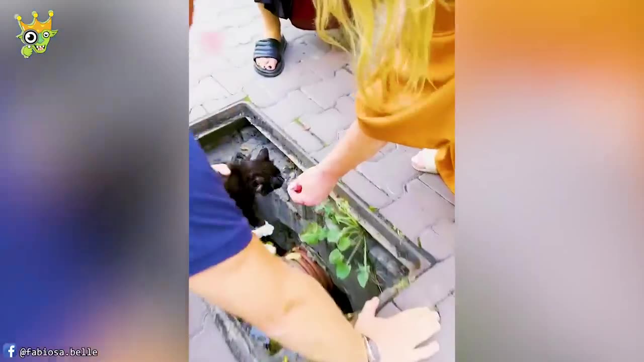 πΎπ Hero Animals That Saved Human Lives | Best Rescue Moments of 2023!