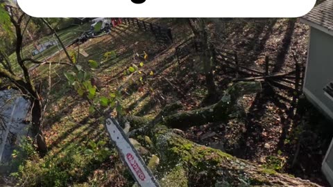 Climbing a tree that is falling