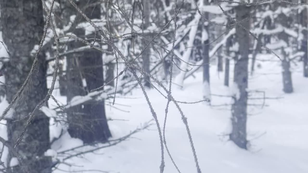 Marten trapping with students for the first time