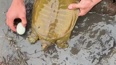 turtle laying eggs