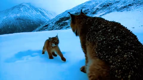 🦁_Lynx_Cub_Seeks_Help_for_His_Injured_Mother_❄️__Relaxing_ASMR___Nature_Sounds