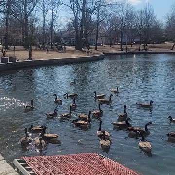Geese bowne park.