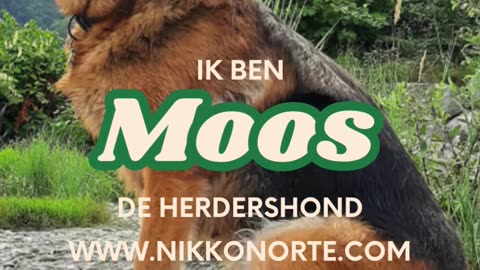 Nieuw blog 'Ik ben Moos de herdershond'