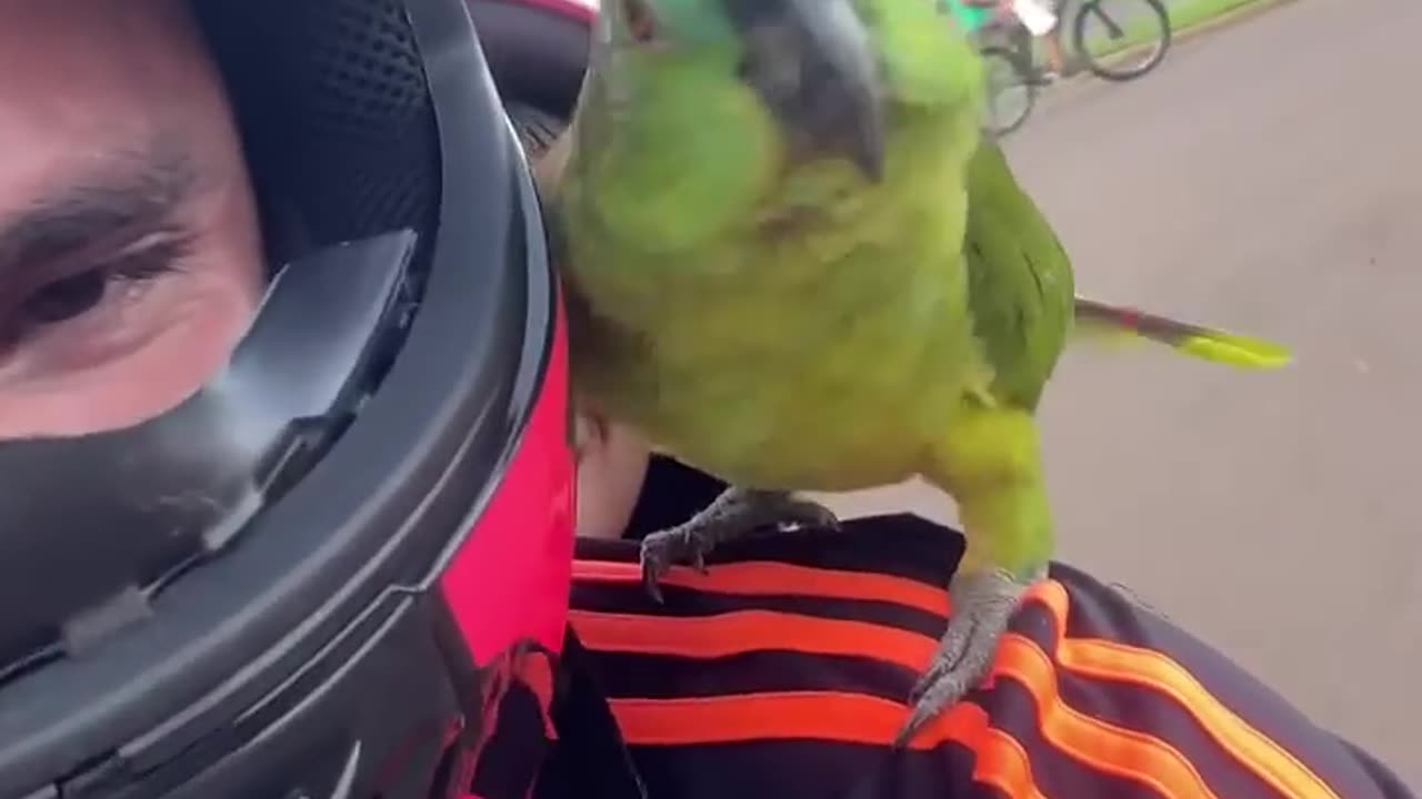 This bird loves to ride a motorcycle people