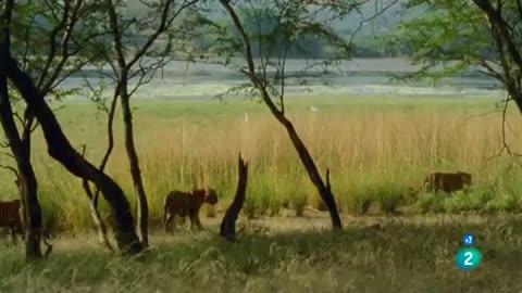 Documental 1 Machli, la reina de los tigres