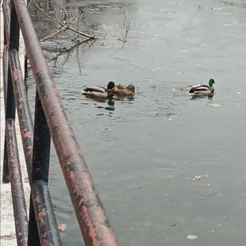 Three Ducks on the ice