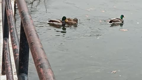 Three Ducks on the ice