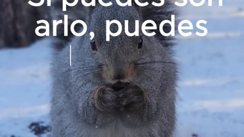 Si puedes