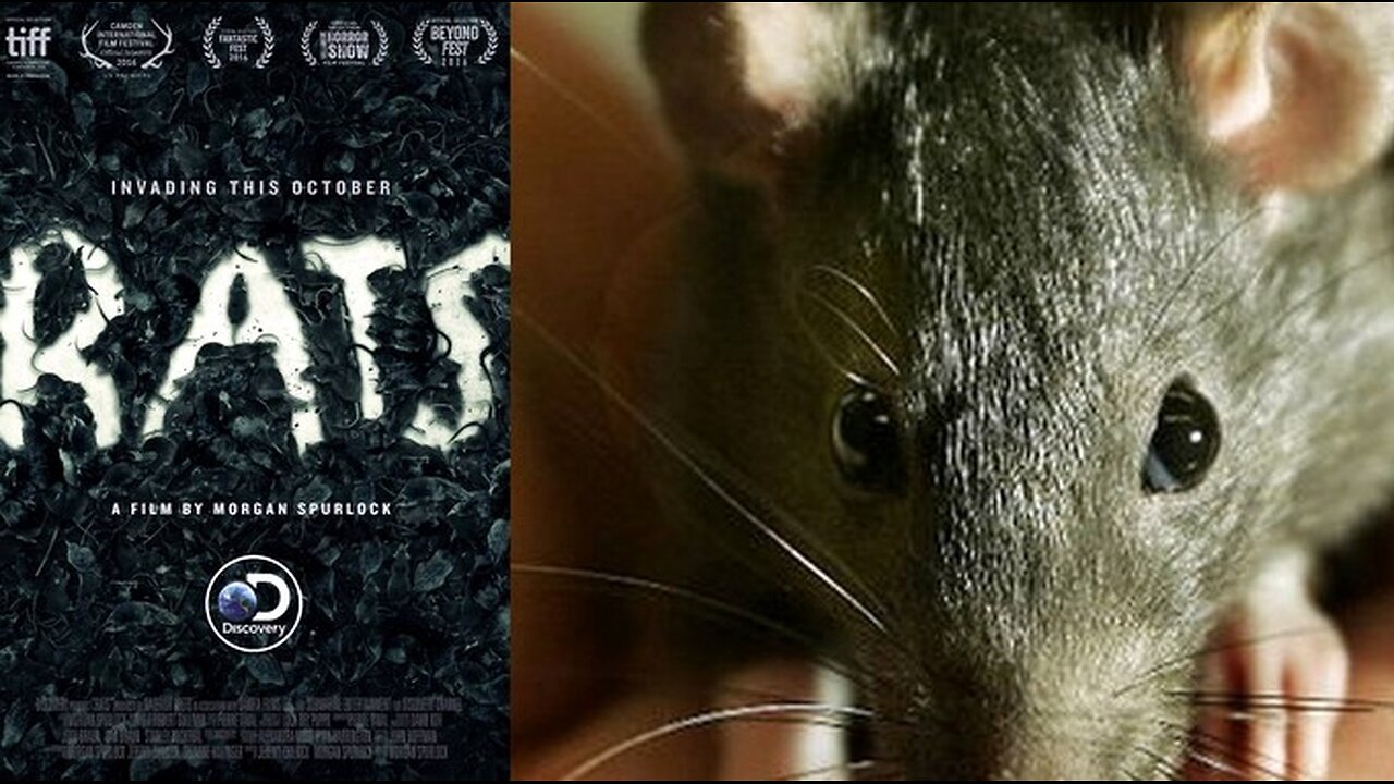 Morgan Spurlock - RATS Documentary (2016) - Rat Infestations Worldwide