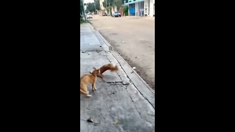 Funniest Dog and Cat Videos You'll Ever See