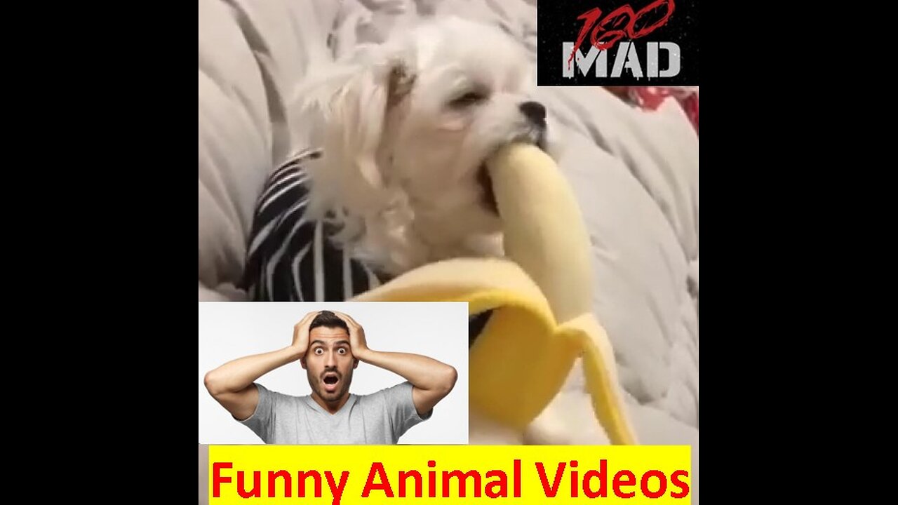 Funny Animals