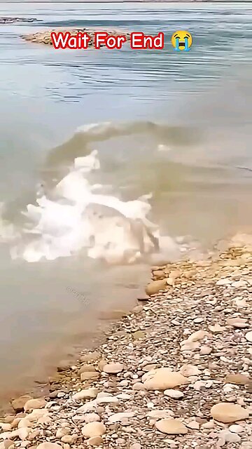 crocodile attack dog