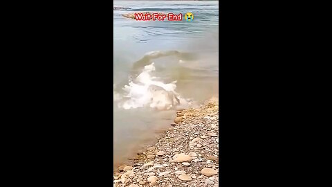 crocodile attack dog