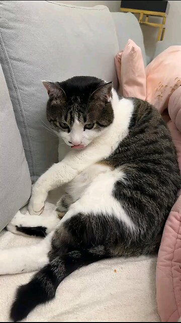 Shrek 5 trailer, shrek, princess fiona, shrek 5 movie trailer