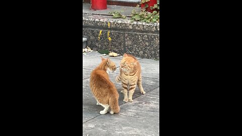 Orange Cat vs dark orange cat who will win?